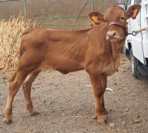 5fe60ae7 3ee8 48b3 9309 0307401fca51